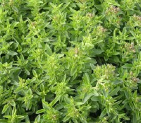 /album/cultivo-hidroponico-colombia/a1oregano-jpg/