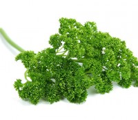 /album/cultivo-hidroponico-colombia/a1perejil-rizado-jpg/