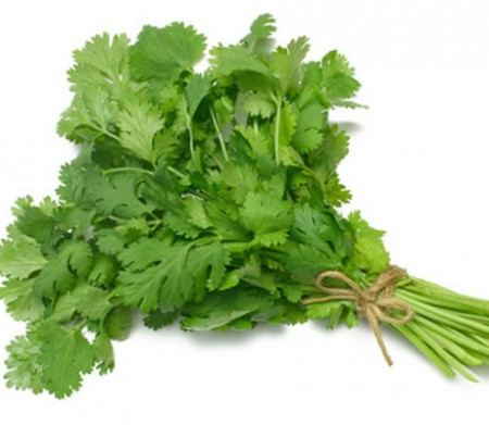 CILANTRO