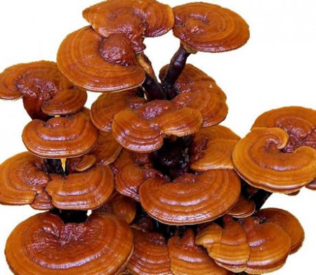 REISHI