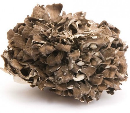 MAITAKE